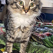 Azula joined the competition — help win amazing prizes! kitten, cat, feline, pet, animal, fluffy, young, tabby, whiskers, alert, bed, blanket, indoor, curious, closeup, eyes, ears, soft_light, striped, cute