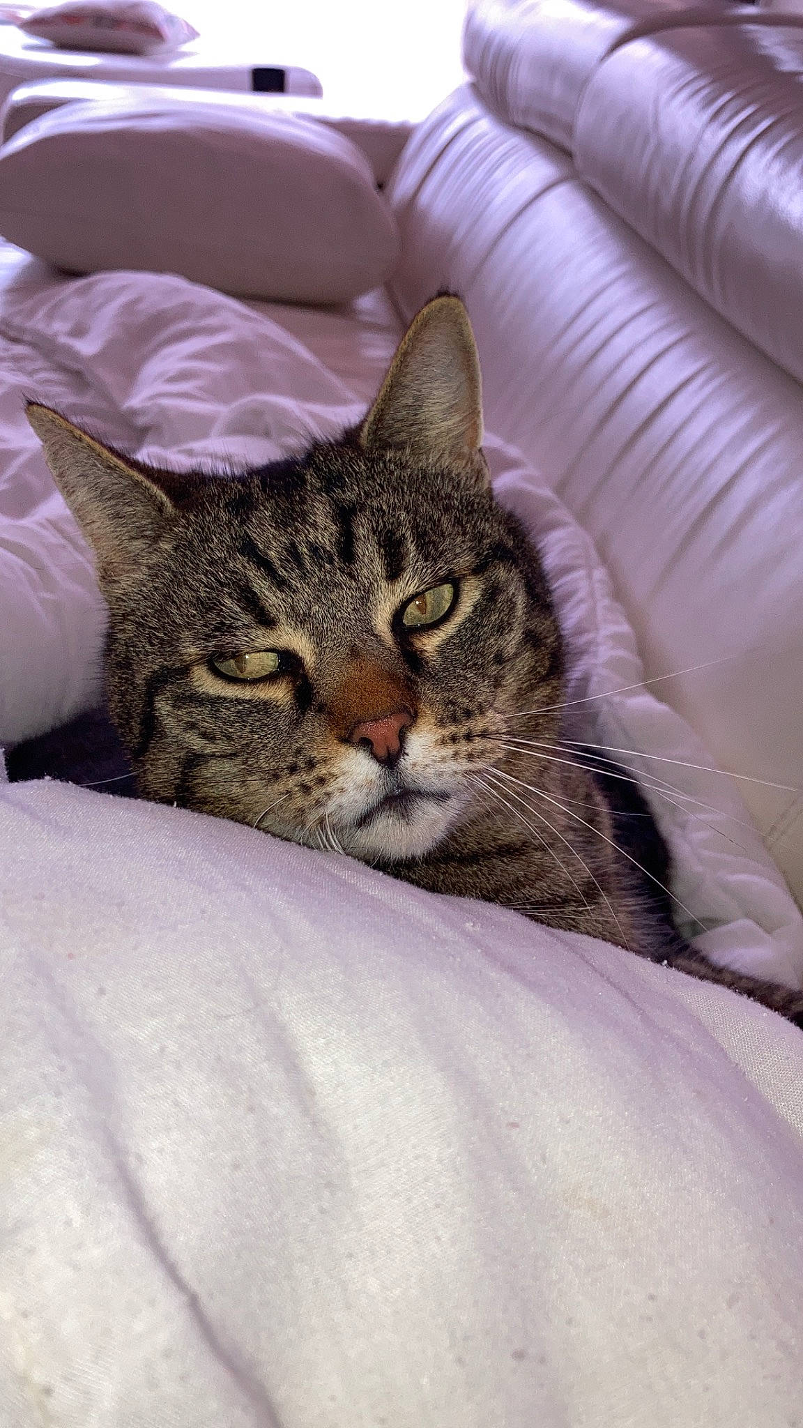 Zlatan a rejoint le concours — aidez-le/la à gagner de superbes lots ! carnivore, cat, claw, comfort, domestic_short_haired_cat, felidae, fur, linens, nap, paw, small_to_medium_sized_cats, snout, terrestrial_animal, tree, whiskers, wildlife