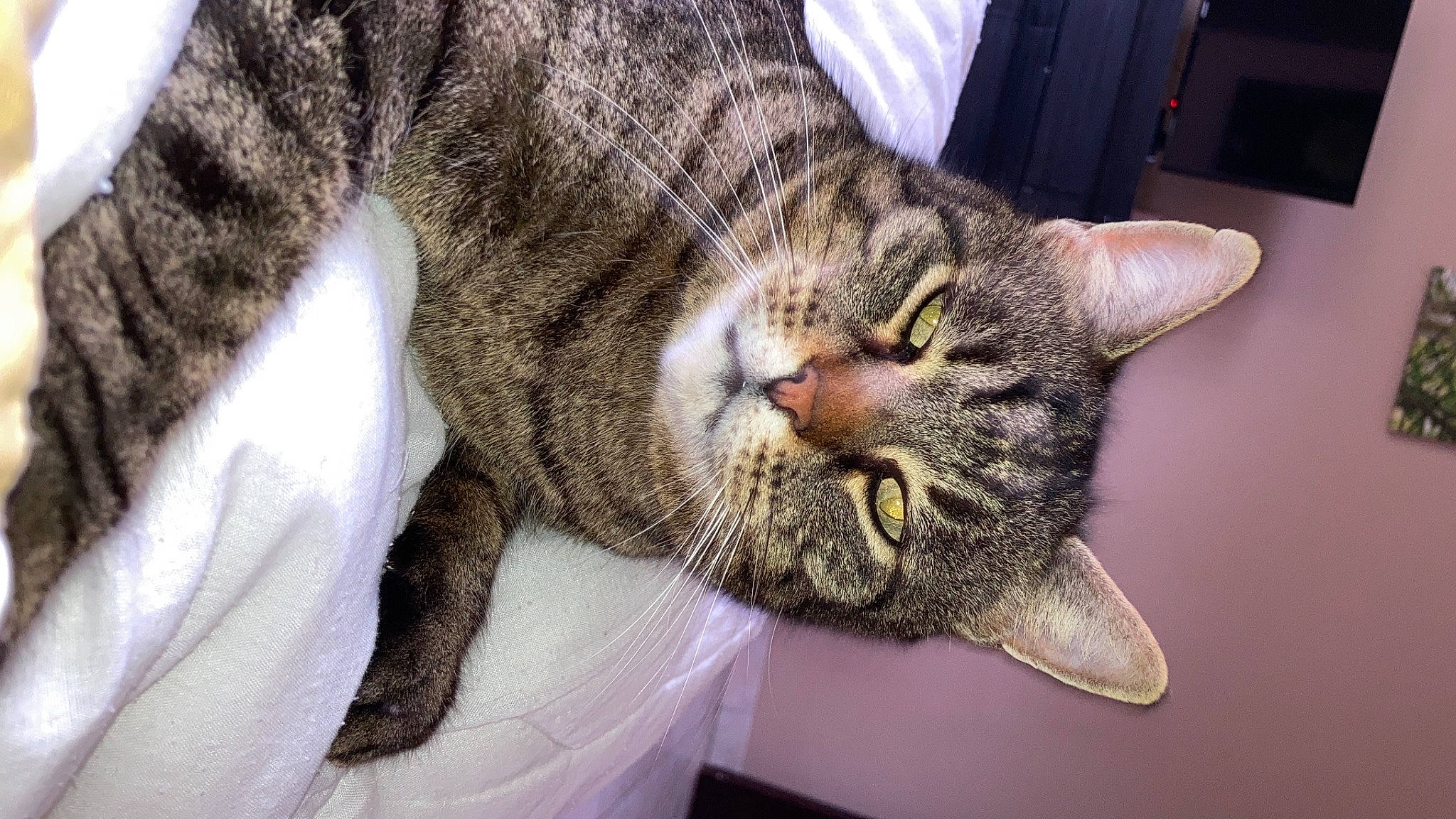 Zlatan a rejoint le concours — aidez-le/la à gagner de superbes lots ! carnivore, cat, claw, comfort, domestic_short_haired_cat, ear, felidae, fur, paw, small_to_medium_sized_cats, snout, terrestrial_animal, whiskers