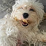 Dustie joined the competition — help win amazing prizes! dog, white, curly_fur, pet, cute, fluffy, canine, animal, treat, chewing, happy, indoor, couch, pillow, closeup, snout, nose, teeth, paw, hand
