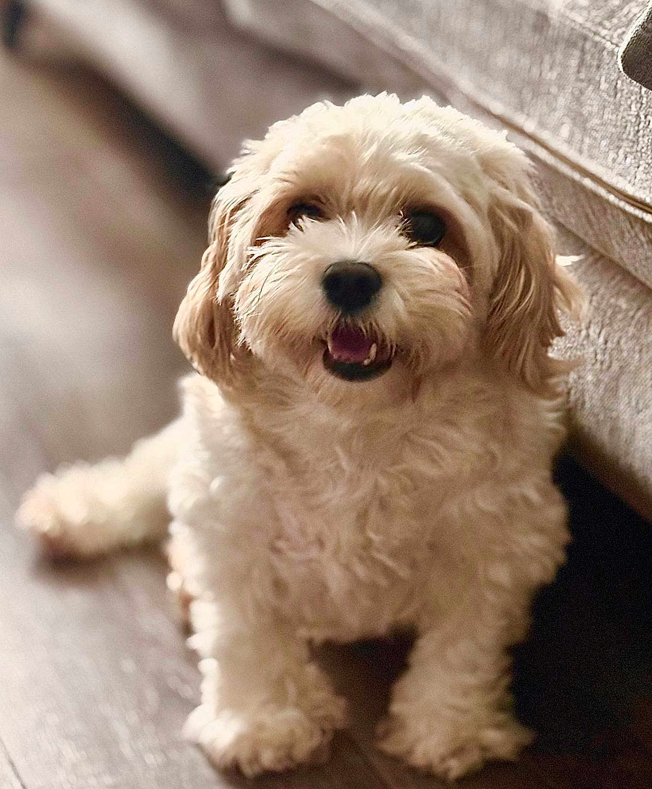 Dustie is registered to the contest to win money with this photo: dog, pet, fluffy, curly_hair, indoor, floor, couch, canine, smiling, happy, domestic_animal, fur, animal, living_room, cute, companion, portrait, friendly, small_dog, relaxed