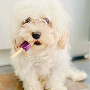Dustie joined the competition — help win amazing prizes! dog, white, fluffy, curly_fur, popsicle, purple, pet, cute, indoor, floor, sitting, animal, snout, black_nose, tongue, soft_light, closeup, adorable, companion, curious