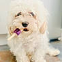 dog, white, fluffy, curly_fur, popsicle, purple, pet, cute, indoor, floor, sitting, animal, snout, black_nose, tongue, soft_light, closeup, adorable, companion, curious