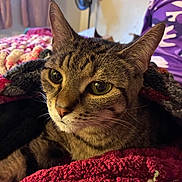 Lilith joined the competition — help win amazing prizes! cat, tabby, pet, animal, indoor, blanket, cozy, knitted, fur, whiskers, ears, closeup, curious, resting, domestic, furniture, fabric, soft, home, relaxed