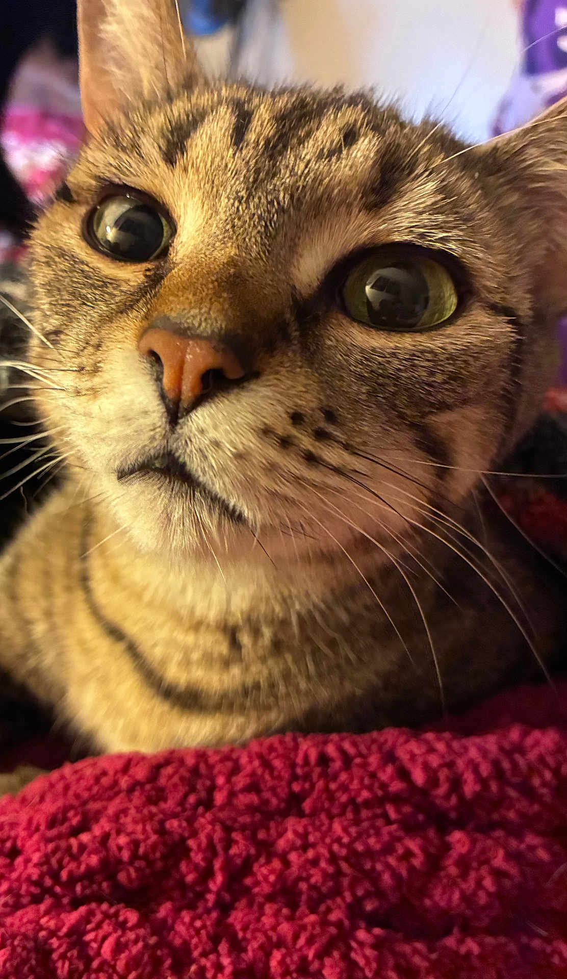 Lilith joined the competition — help win amazing prizes! cat, tabby, close_up, whiskers, eyes, nose, fur, pet, animal, indoor, blanket, texture, curious, face, muzzle, soft, resting, domestic_cat, cute, feline