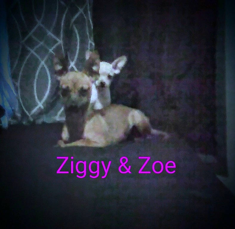 Chukie joined the competition — help win amazing prizes! art, canidae, darkness, deer, dog_breed, event, fawn, fictional_character, font, horn, magenta, midnight, organism, photo_caption, plant, snout, tail, terrestrial_animal, vertebrate, wildlife