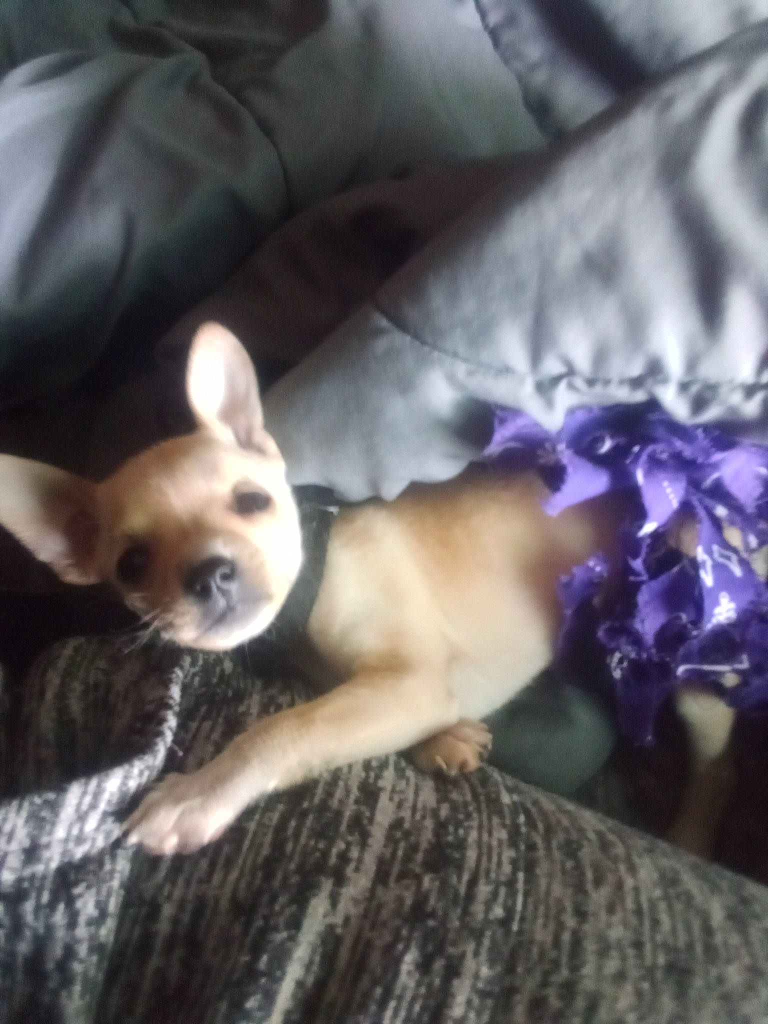 Chukie is registered to the contest to win money with this photo: bed, canidae, carnivore, chihuahua, comfort, companion_dog, corgi_chihuahua, dog, dog_breed, dog_supply, ear, fawn, fur, nap, snout, sporting_group, terrestrial_animal, toy_dog, whiskers, working_animal