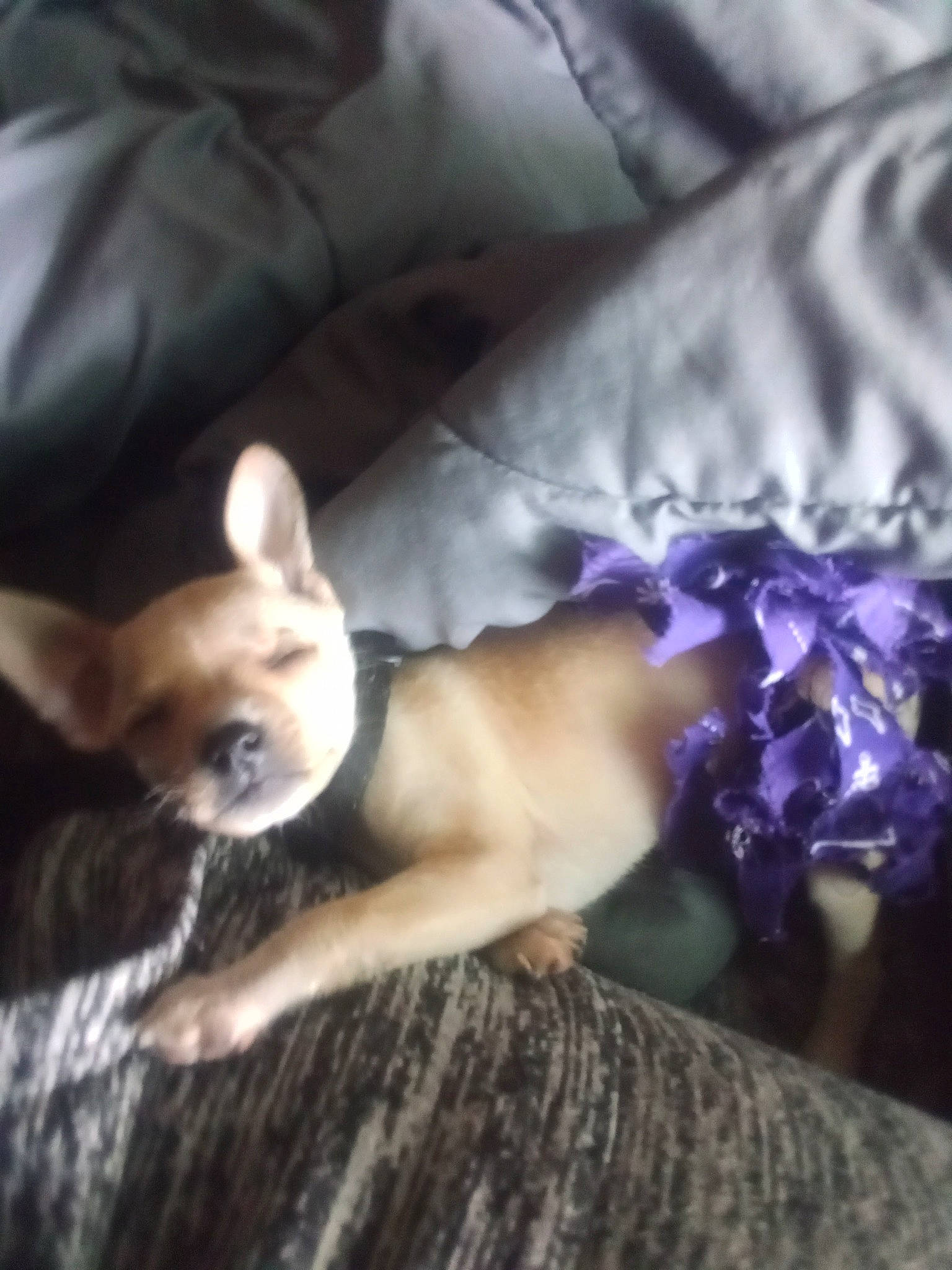 Chukie is registered to the contest to win money with this photo: bed, canidae, carnivore, chihuahua, comfort, companion_dog, dog, dog_breed, ear, fawn, felidae, fur, human_leg, linens, nap, snout, sporting_group, tail, toy_dog, whiskers