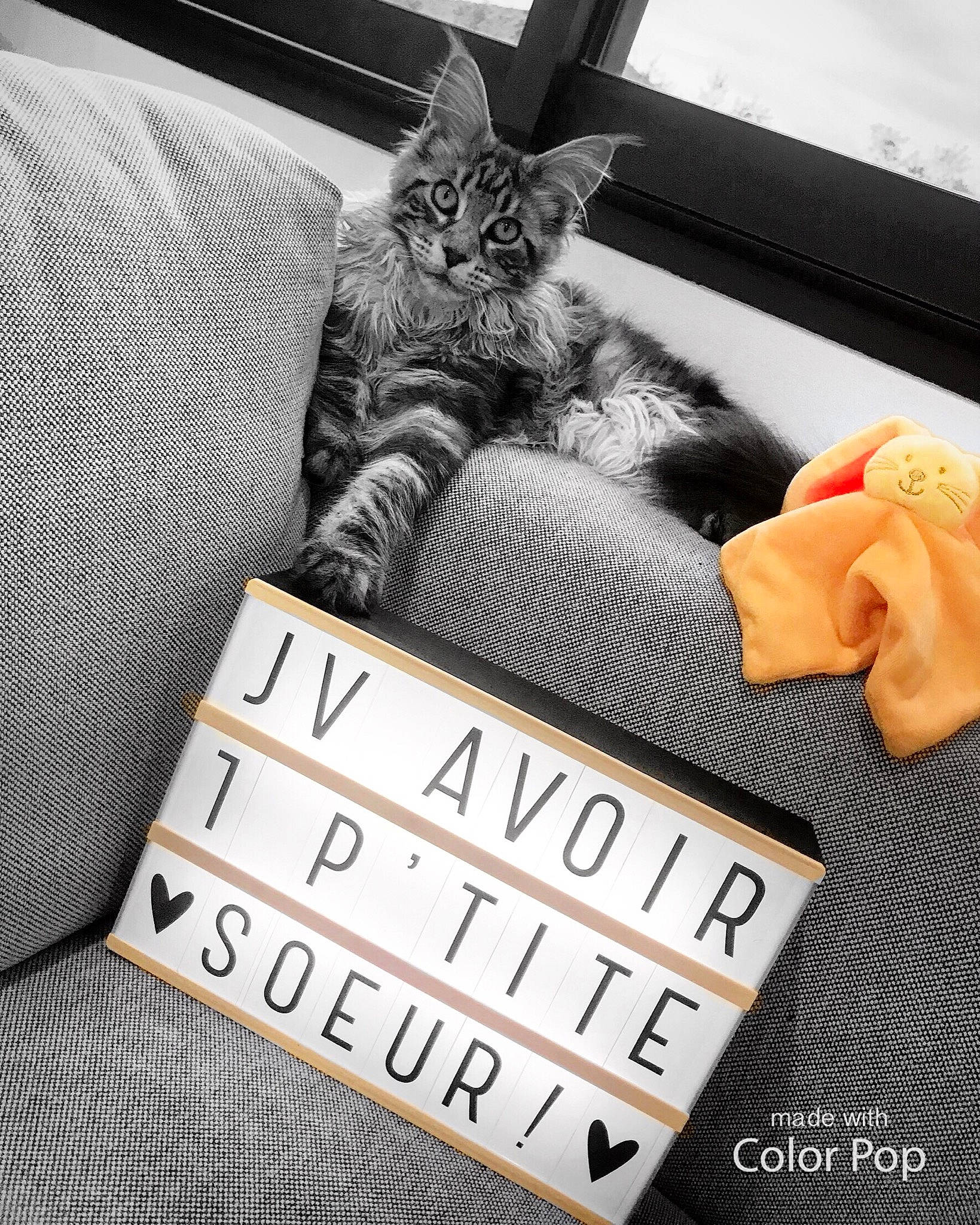 Oliver participe au concours pour gagner de l'argent avec cette photo : asian, carnivore, cat, comfort, couch, felidae, font, furniture, nap, pillow, room, small_to_medium_sized_cats, whiskers