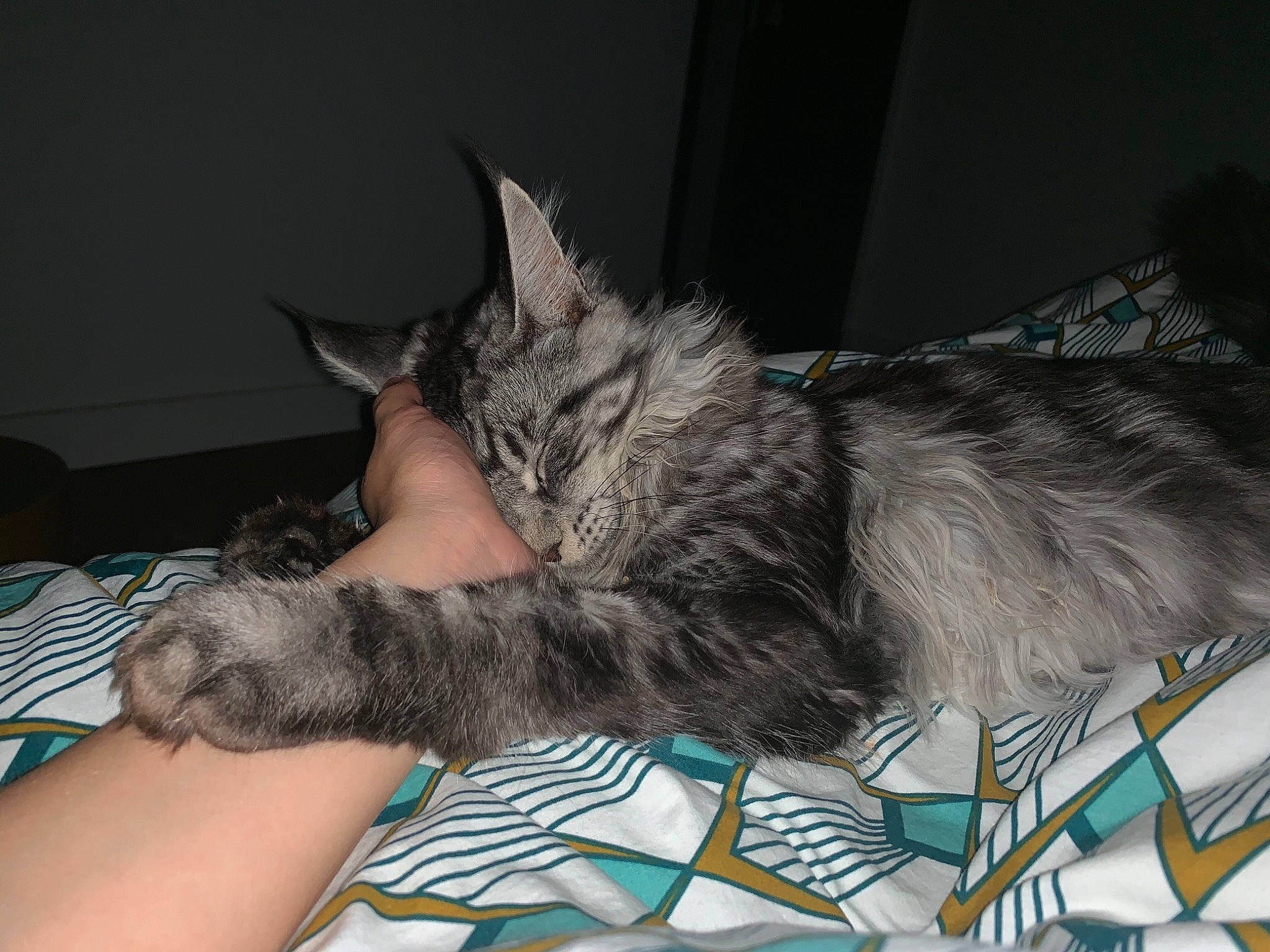 Oliver participe au concours pour gagner de l'argent avec cette photo : asian, carnivore, cat, claw, domestic_long_haired_cat, domestic_short_haired_cat, dragon_li, european_shorthair, felidae, kitten, maine_coon, mammal, nap, nebelung, norwegian_forest_cat, sleep, small_to_medium_sized_cats, tabby_cat, vertebrate, whiskers