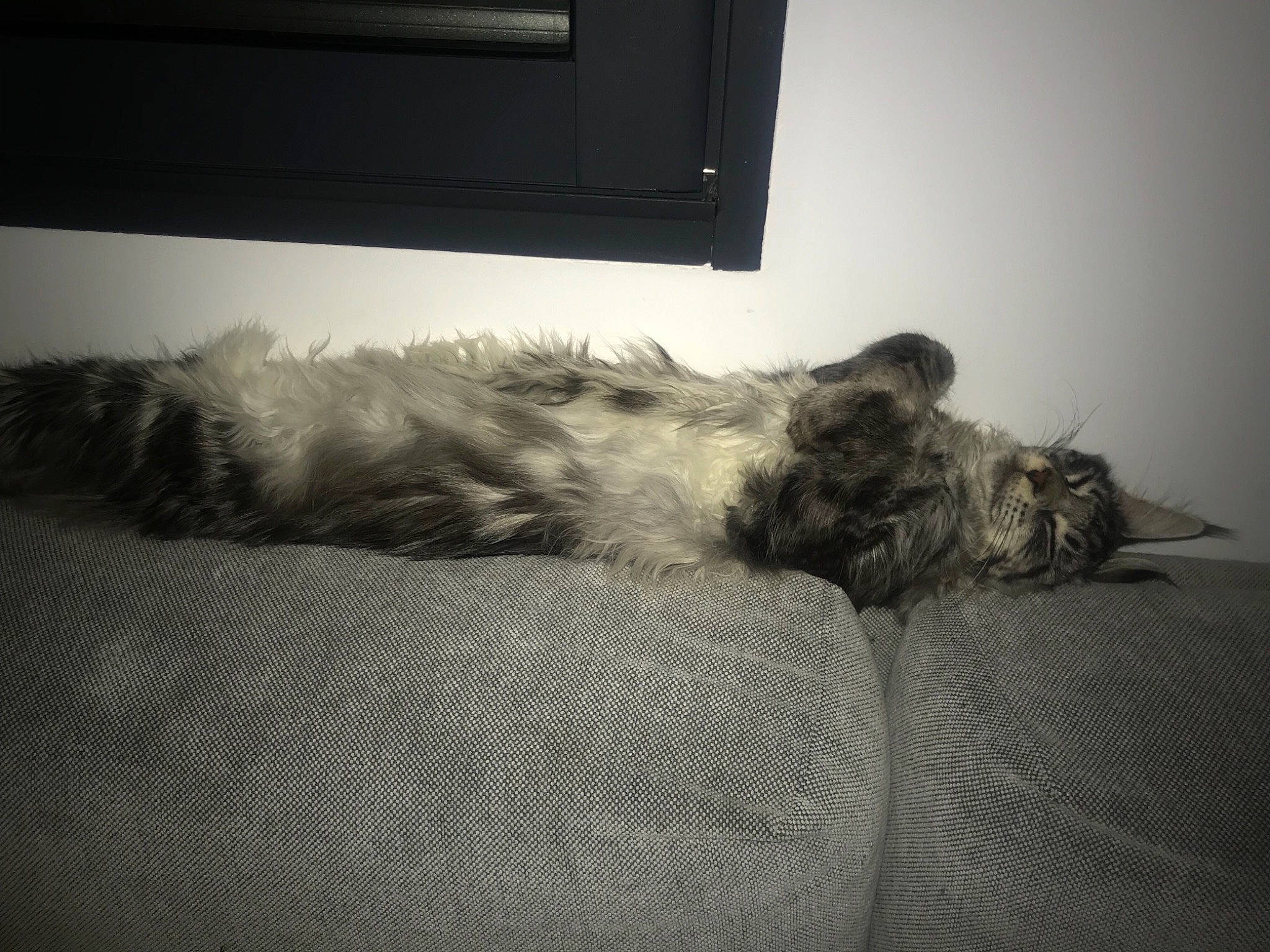 Oliver participe au concours pour gagner de l'argent avec cette photo : cairn_terrier, canidae, carnivore, cat, comfort, dog, dog_breed, ear, felidae, fur, furniture, miniature_schnauzer, nap, norwegian_forest_cat, paw, schnauzer, shih_tzu, sleep, small_to_medium_sized_cats, whiskers