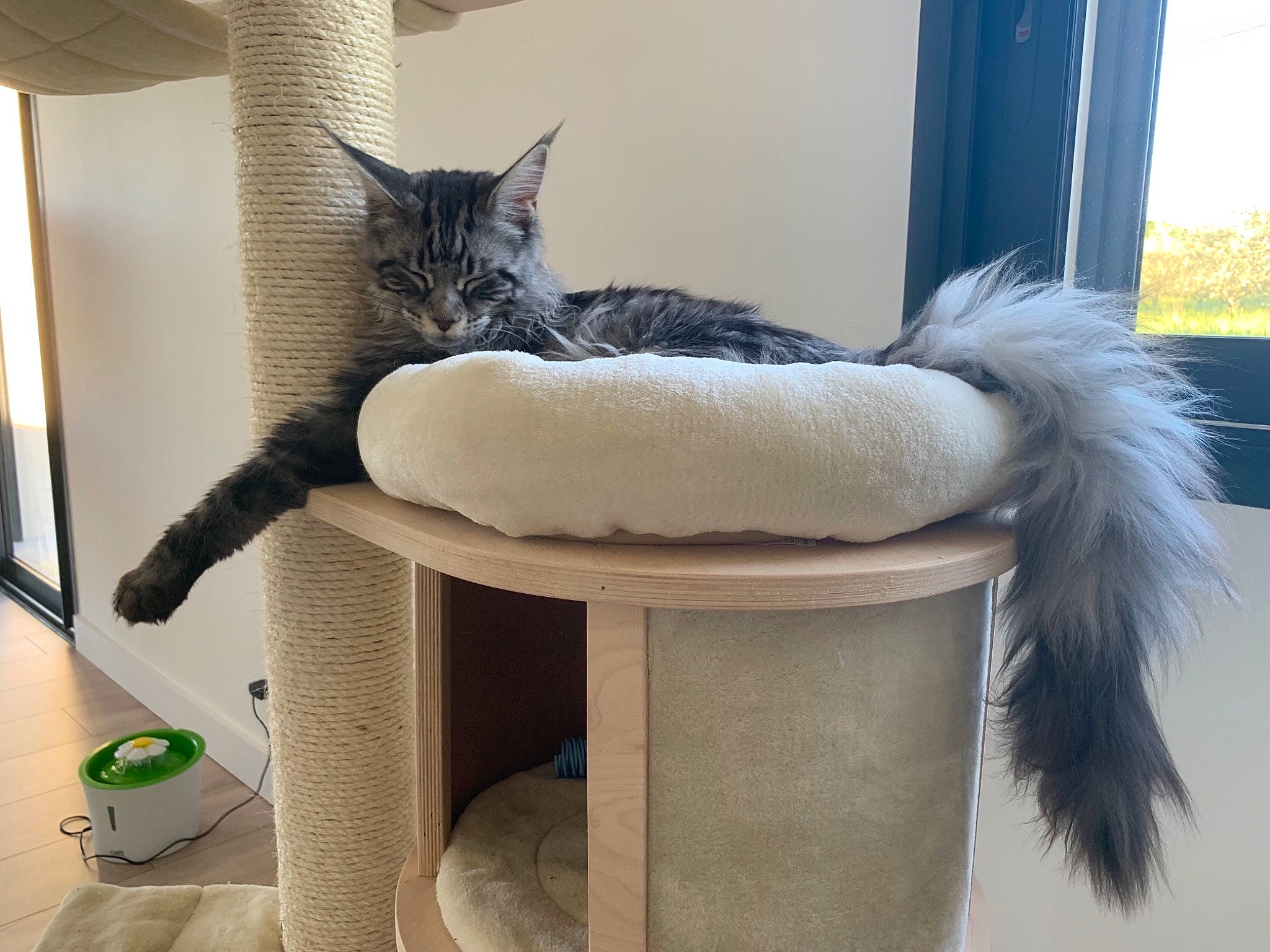 Oliver participe au concours pour gagner de l'argent avec cette photo : asian, carnivore, cat, fawn, felidae, kitten, maine_coon, mammal, norwegian_forest_cat, polydactyl_cat, russian_blue, small_to_medium_sized_cats, tail, whiskers