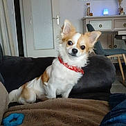 Vegas a rejoint le concours — aidez-le/la à gagner de superbes lots ! bandana, blanket, brown_and_white, canine, chair, couch, cozy, decor, dog, domestic, door, fur, furniture, indoor, living_room, mirror, pet, seated, small_dog, table