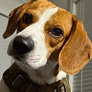 Iker joined the competition — help win amazing prizes! animal, beagle, blurry_background, brown, close_up, collar, curious, dog, domestic_animal, ears, eyes, fur, indoor, looking, muzzle, nose, pet, portrait, white, window_blinds