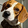 animal, beagle, blurry_background, brown, close_up, collar, curious, dog, domestic_animal, ears, eyes, fur, indoor, looking, muzzle, nose, pet, portrait, white, window_blinds