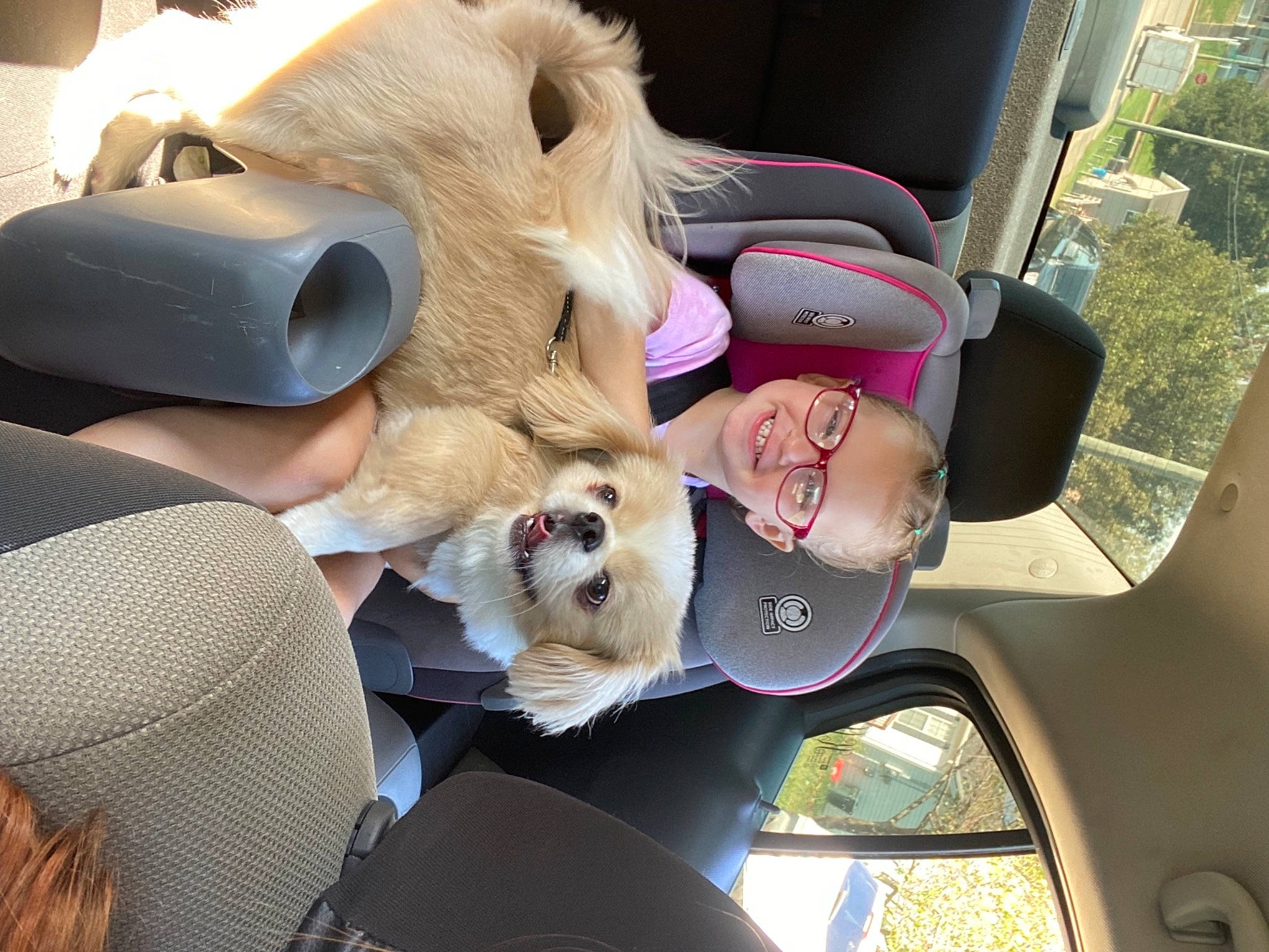 Kiara is registered to the contest to win money with this photo: auto_part, automotive_design, automotive_exterior, car, car_seat, car_seat_cover, carnivore, comfort, companion_dog, dog, dog_breed, eyewear, fawn, joy, mode_of_transport, motor_vehicle, person, sunglasses, toy, vehicle