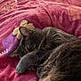 cat, sleeping, gray_cat, fur, paw, blanket, indoor, resting, cozy, animal, pet, closeup, cute, feline, soft, relaxed, comfort, bed, pattern, warm