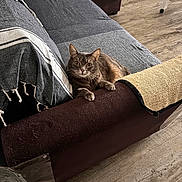 Iris participe au concours pour gagner de l'argent avec cette photo : cat, gray_cat, couch, blanket, scratching_post, wood_floor, furniture, pet, indoor, cozy, living_room, curious, whiskers, ears, paws, relaxed, home, comfort, animal, resting