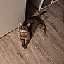 cat, gray_cat, tabby, floor, wooden_floor, door, indoor, pet, animal, looking_up, curious, feline, whiskers, ears, tail, home, cozy, storage_unit, lighting, flooring