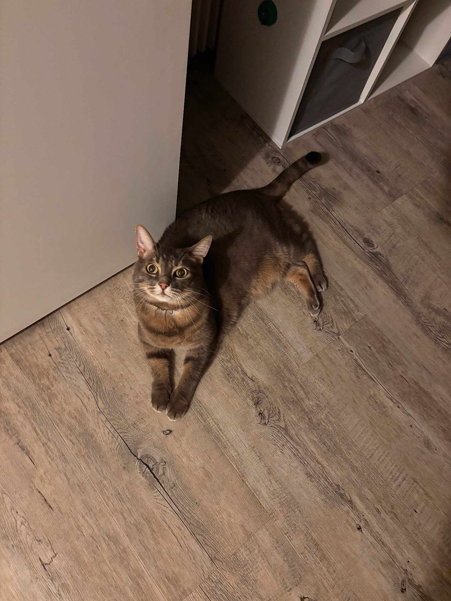 Iris a rejoint le concours — aidez-le/la à gagner de superbes lots ! cat, gray_cat, tabby, floor, wooden_floor, door, indoor, pet, animal, looking_up, curious, feline, whiskers, ears, tail, home, cozy, storage_unit, lighting, flooring