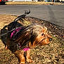 dog, small_dog, silky_fur, pink_harness, outdoor, grass, road, residential_area, houses, daylight, sunny, pet, animal, side_view, alert, leash, brown_fur, black_fur, tail, ears