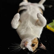 Hazel is registered to the contest to win money with this photo: animal, black_background, calico, cat, closeup, curious, cute, domestic_cat, feline, fur, indoor, lying_down, mammal, paws, pet, playful, relaxed, soft, whiskers, young_cat