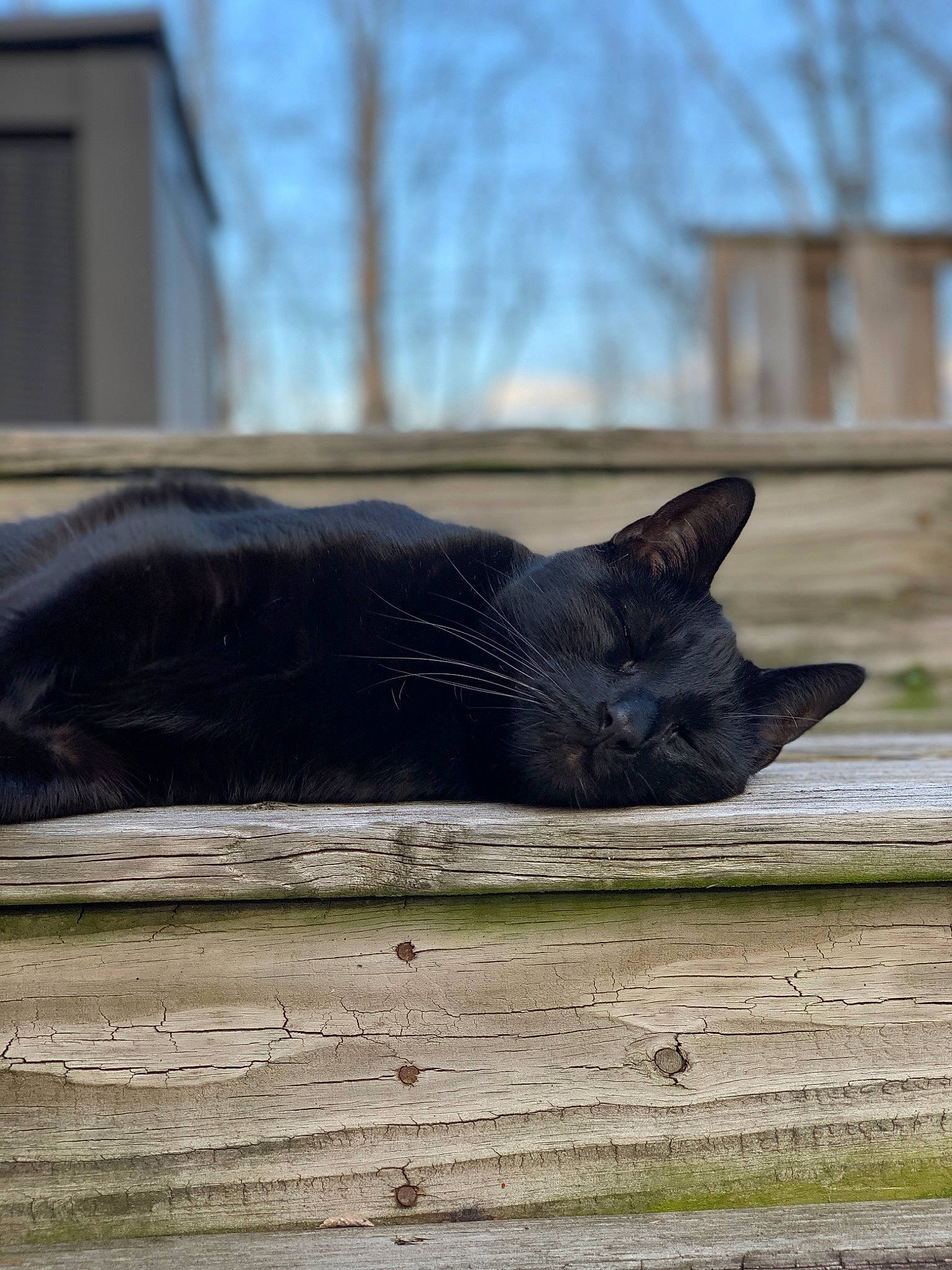 Smokie joined the competition — help win amazing prizes! carnivore, cat, domestic_short_haired_cat, felidae, fur, grass, grey, plant, roof, sky, small_to_medium_sized_cats, snout, tail, terrestrial_animal, tire, tree, whiskers, wildlife, window, wood