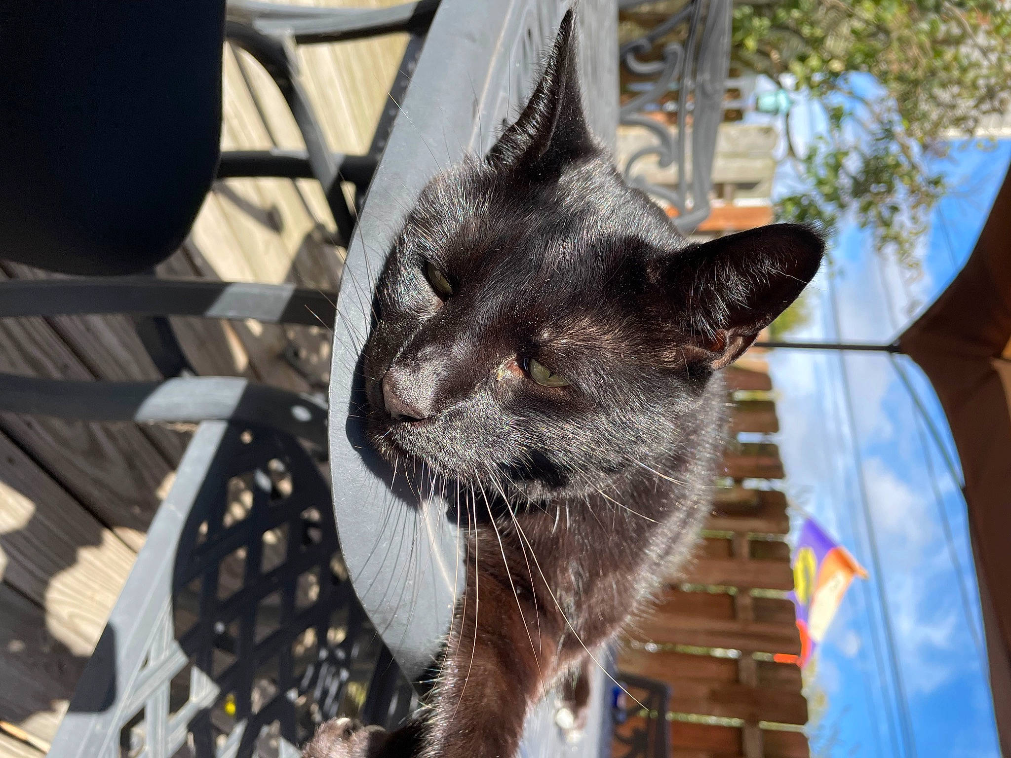 Smokie joined the competition — help win amazing prizes! black_cat, carnivore, cat, claw, domestic_short_haired_cat, fawn, felidae, flowerpot, fur, metal, plant, small_to_medium_sized_cats, snout, tail, tree, whiskers, wildlife, window, wood