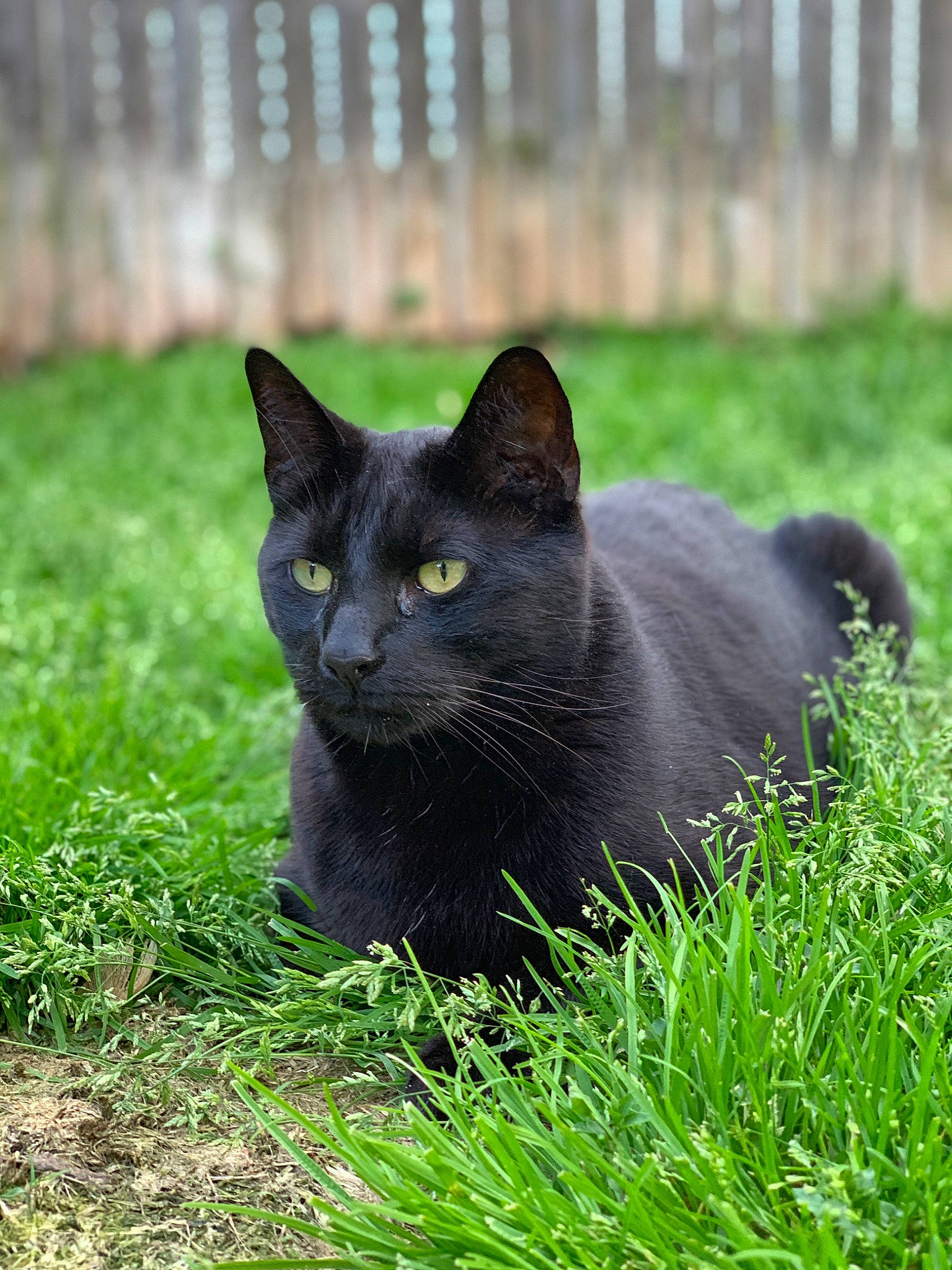 Smokie is registered to the contest to win money with this photo: black_cat, bombay, carnivore, cat, domestic_short_haired_cat, felidae, fence, fur, grass, groundcover, plant, small_to_medium_sized_cats, snout, tail, terrestrial_animal, whiskers, wildlife