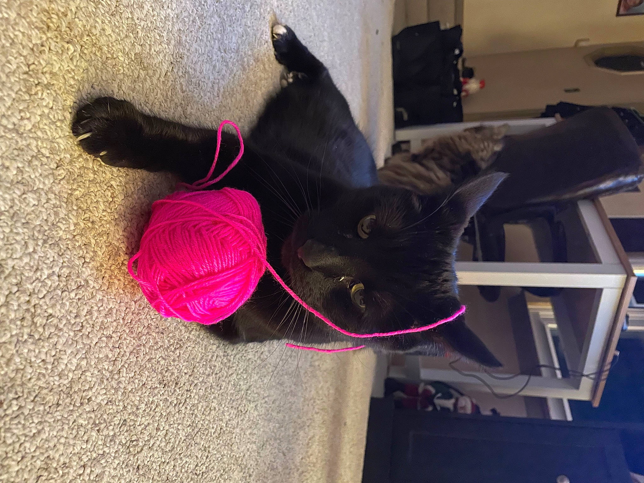 Smokie joined the competition — help win amazing prizes! black_cat, bombay, carmine, carnivore, cat, collar, comfort, dog_breed, felidae, fur, leash, magenta, mammal, small_to_medium_sized_cats, snout, sporting_group, tail, tints_and_shades, vertebrate, whiskers