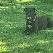 Maya is registered to the contest to win money with this photo: dog, black_dog, grass, outdoor, collar, pet, animal, canine, smiling, sunlight, lawn, resting, nature, friendly, mammal, domestic_animal, happy, lying_down, greenery, daylight