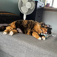 Pixie participe au concours pour gagner de l'argent avec cette photo : cat, tortoiseshell_cat, sleeping, couch, pillow, indoor, fan, furniture, household, cozy, pet, relaxing, fur, paw, ears, resting, domestic, living_room, soft, comfortable