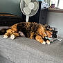 cat, tortoiseshell_cat, sleeping, couch, pillow, indoor, fan, furniture, household, cozy, pet, relaxing, fur, paw, ears, resting, domestic, living_room, soft, comfortable