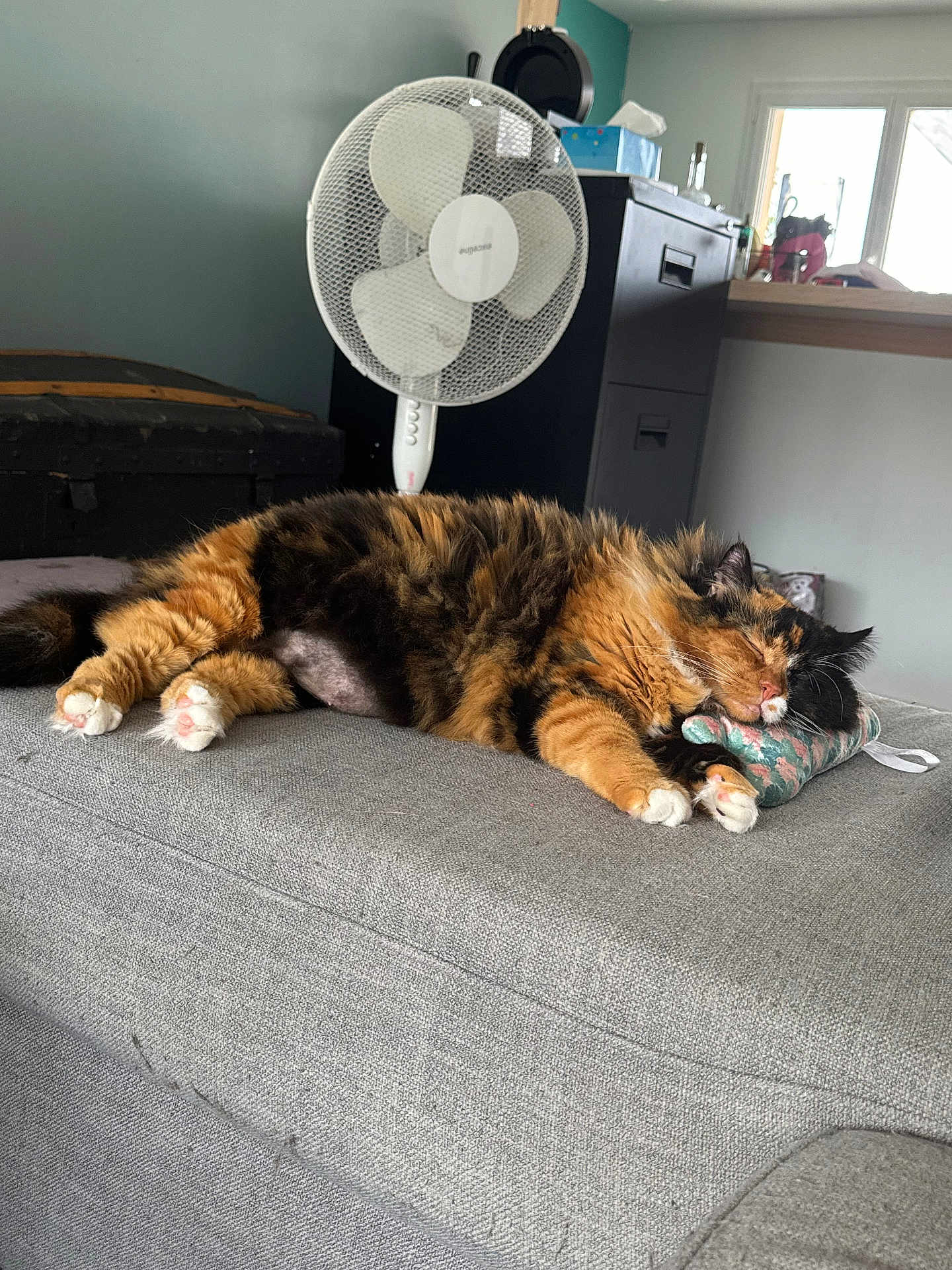 Pixie participe au concours pour gagner de l'argent avec cette photo : cat, tortoiseshell_cat, sleeping, couch, pillow, indoor, fan, furniture, household, cozy, pet, relaxing, fur, paw, ears, resting, domestic, living_room, soft, comfortable