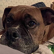 Boomah joined the competition — help win amazing prizes! animal, brown_dog, calm, close_up, cozy, dog, ear, expression, eye, face, furniture, home, indoor, nostrils, pet, quiet, resting, snout, soft_surface, wallpaper