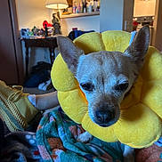 Zoey is registered to the contest to win money with this photo: dog, yellow_collar, flower_collar, blanket, indoor, lamp, table, kitchen, furniture, small_dog, pet, cozy, home, animal, ears, face, nose, fur, resting, colorful