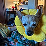 dog, yellow_collar, flower_collar, blanket, indoor, lamp, table, kitchen, furniture, small_dog, pet, cozy, home, animal, ears, face, nose, fur, resting, colorful