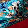 Zoey is registered to the contest to win money with this photo: dog, blanket, cozy, cute, small_dog, wrapped, fur, indoors, couch, comfort, snug, pet, animal, looking, face, resting, colorful, soft, warm, cute_pet