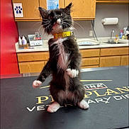 Hondo joined the competition — help win amazing prizes! animal, black_and_white, cabinet, cat, clinic, collar, countertop, curious, feline, fur, indoor, kitten, paper_towel, paws, pet, sink, standing, table, veterinary, whiskers