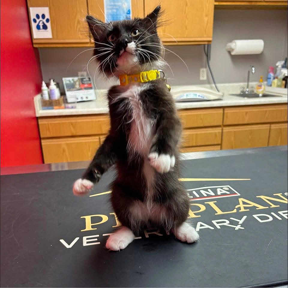 Hondo joined the competition — help win amazing prizes! animal, black_and_white, cabinet, cat, clinic, collar, countertop, curious, feline, fur, indoor, kitten, paper_towel, paws, pet, sink, standing, table, veterinary, whiskers