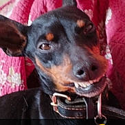 Jagger a rejoint le concours — aidez-le/la à gagner de superbes lots ! animal, black_and_tan, blanket, canine, close_up, collar, cute, dog, domestic_animal, ears, expression, face, fur, indoor, patterned_blanket, pet, portrait, resting, smiling, teeth