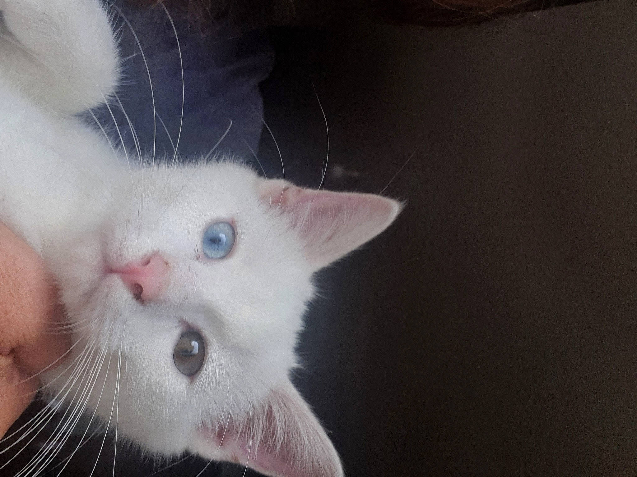 Shiro participe au concours pour gagner de l'argent avec cette photo : carnivore, cat, claw, domestic_short_haired_cat, ear, eye, fang, felidae, fur, head, iris, paw, small_to_medium_sized_cats, snout, tail, whiskers