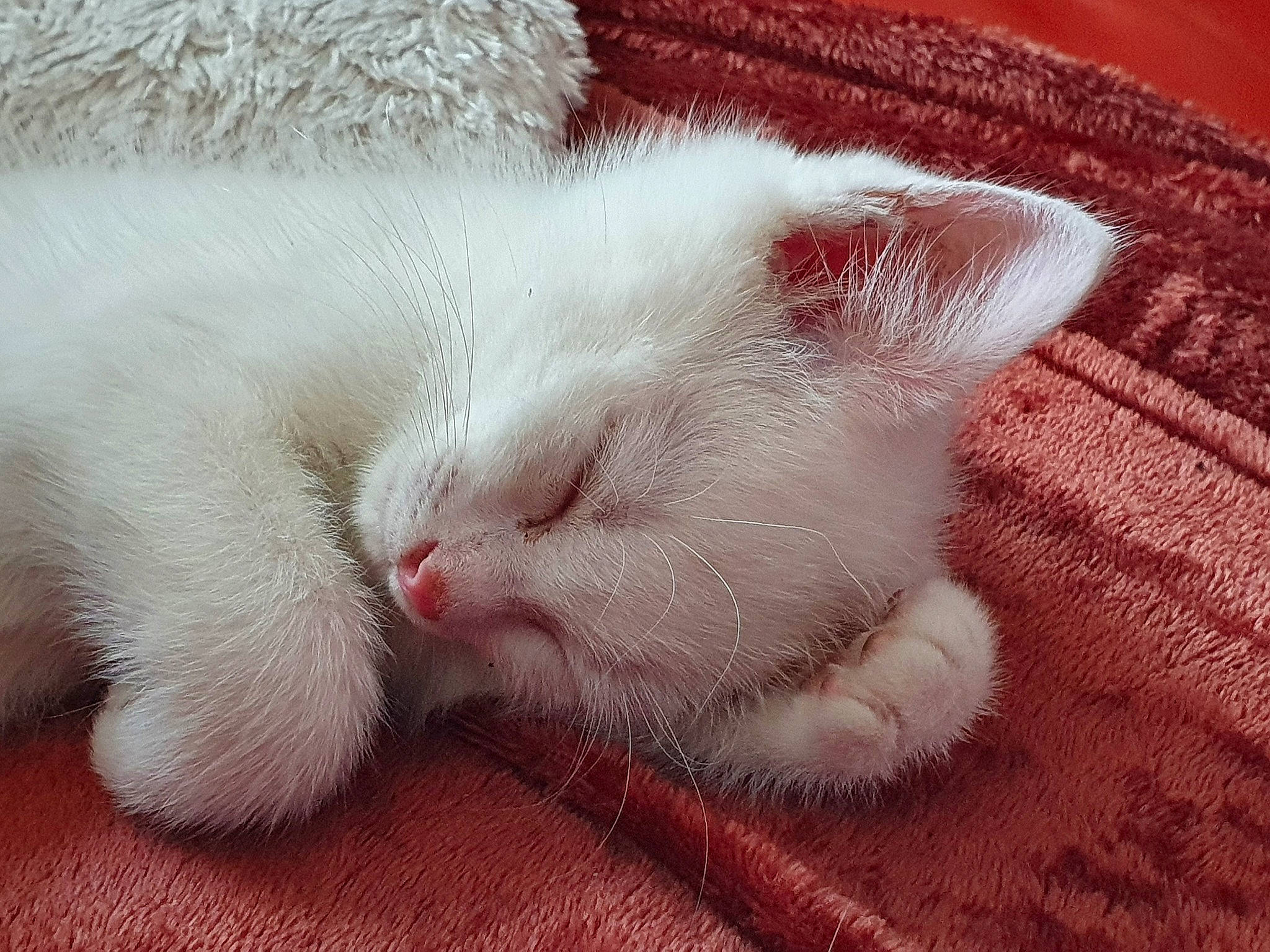 Shiro participe au concours pour gagner de l'argent avec cette photo : carnivore, cat, claw, close_up, comfort, domestic_short_haired_cat, eye, felidae, foot, fur, leg, nail, nap, paw, sleep, small_to_medium_sized_cats, snout, tail, whiskers