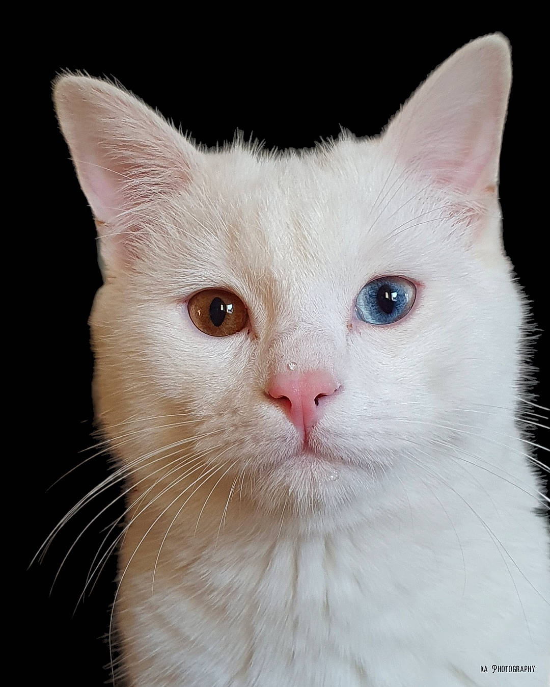 Shiro