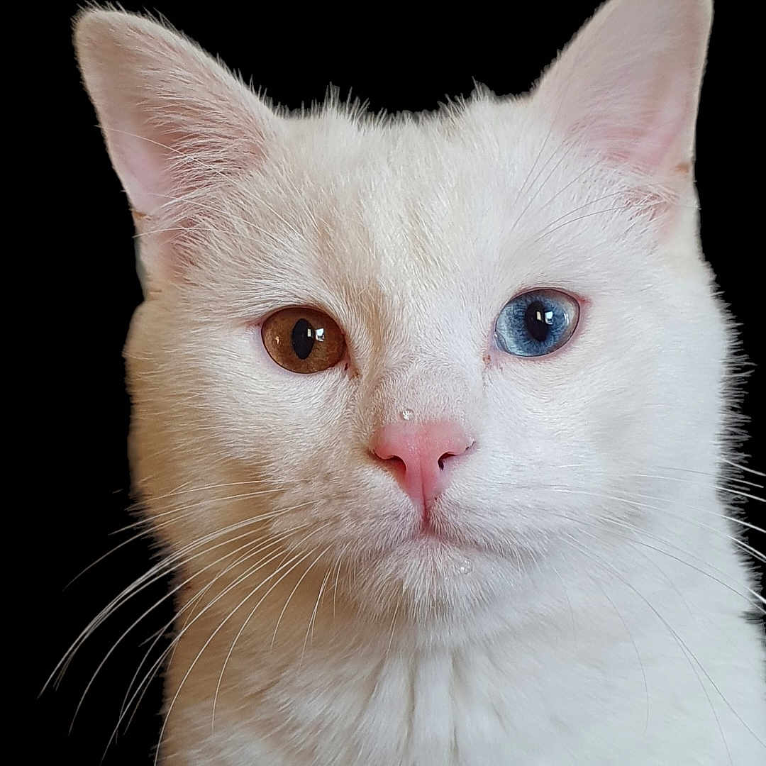 Shiro