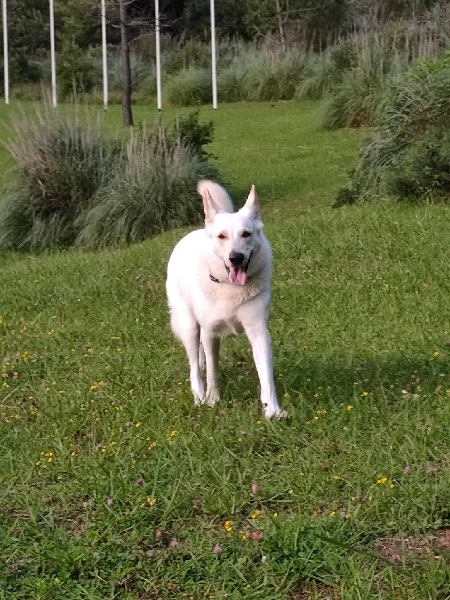 Rio participe au concours pour gagner de l'argent avec cette photo : carnivore, companion_dog, dog, dog_breed, fence, grass, grassland, groundcover, herbaceous_plant, non_sporting_group, pasture, plant, sporting_group, tail, terrestrial_animal, tree, working_animal, working_dog