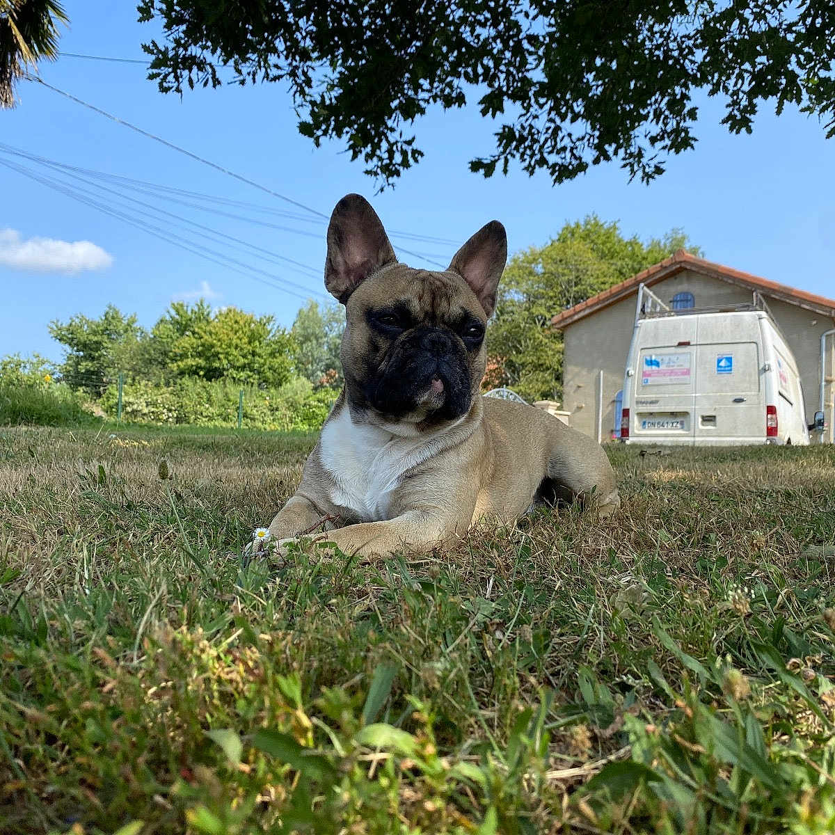 Tao a rejoint le concours — aidez-le/la à gagner de superbes lots ! animal, architecture, building, bulldog, canine, dog, field, frenchbulldog, grass, grassland, green, nature, neighborhood, outdoors, pet, plant, shelter, summer, tree, vegetation