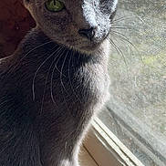 Mama is registered to the contest to win money with this photo: animal, cat, close_up, curious, domestic_animal, elegant, feline, gray_cat, green_eyes, indoor, looking, natural_light, pet, portrait, quiet, screen, sitting, sunlight, whiskers, window