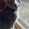 animal, cat, close_up, curious, domestic_animal, elegant, feline, gray_cat, green_eyes, indoor, looking, natural_light, pet, portrait, quiet, screen, sitting, sunlight, whiskers, window