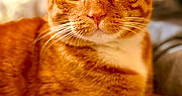 Romeo is registered to the contest to win money with this photo: cat, orange_tabby, close_up, pet, animal, whiskers, fur, eyes, portrait, indoor, cozy, relaxed, cute, mammal, domestic_animal, feline, focused, soft_background, warm_lighting, resting